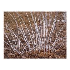 Attēlu rezultāti vaicājumam “Cribraria rubiginosa stalked”