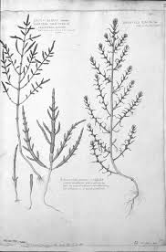 Attēlu rezultāti vaicājumam “Anthyllis maritima leaf”