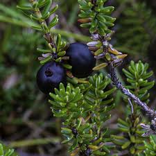 Attēlu rezultāti vaicājumam “Empetrum nigrum”