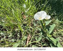 Attēlu rezultāti vaicājumam “Convolvulus arvensis flower”