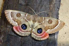 Attēlu rezultāti vaicājumam “Endromidae”