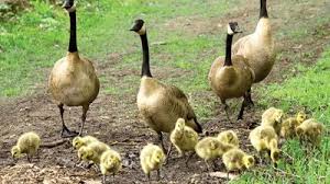Image result for Branta canadensis