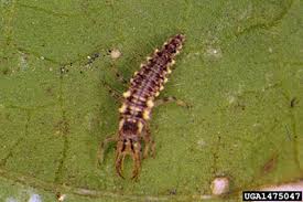 Attēlu rezultāti vaicājumam “Chrysopidae larva”