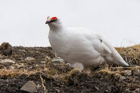 Image result for Lagopus muta