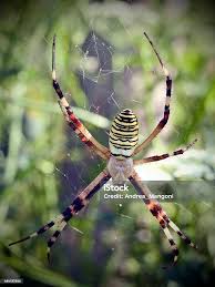 Attēlu rezultāti vaicājumam “Argiope bruennichi female”