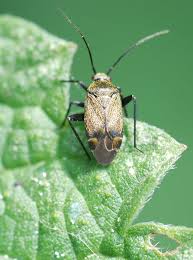 Attēlu rezultāti vaicājumam “Psallus sp.”