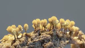 Attēlu rezultāti vaicājumam “Hemitrichia calyculata”