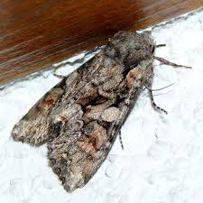 Attēlu rezultāti vaicājumam “Lacanobia contigua”