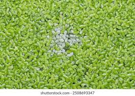 Attēlu rezultāti vaicājumam “Lemnaceae”