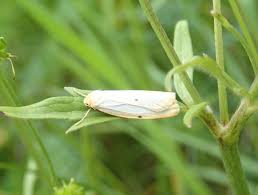 Attēlu rezultāti vaicājumam “Cybosia mesomella”