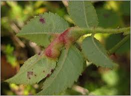 Attēlu rezultāti vaicājumam “Diplolepis eglanteriae”