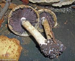 Attēlu rezultāti vaicājumam “Psathyrella lacrymabunda”