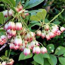 Attēlu rezultāti vaicājumam “Cercidiphyllum japonicum flower”