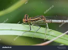 Attēlu rezultāti vaicājumam “Platycnemis pennipes”