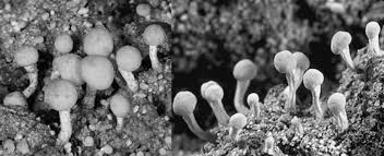 Attēlu rezultāti vaicājumam “Dibaeis baeomyces”