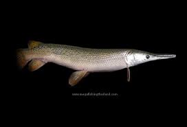 Image result for Garstang A S C