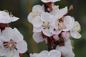 Attēlu rezultāti vaicājumam “Prunus armeniaca”