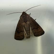 Attēlu rezultāti vaicājumam “Hoplodrina octogenaria”