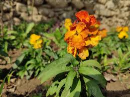 Image result for Cheiranthus cheiri