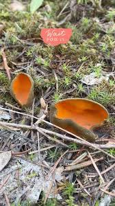 Attēlu rezultāti vaicājumam “Caloscypha fulgens”