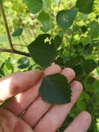 Attēlu rezultāti vaicājumam “Betula pubescens flower”