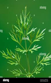 Attēlu rezultāti vaicājumam “Anethum graveolens leaf”