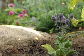 Image result for Edeldistel