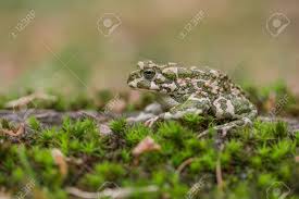 Attēlu rezultāti vaicājumam “Pseudepidalea viridis”