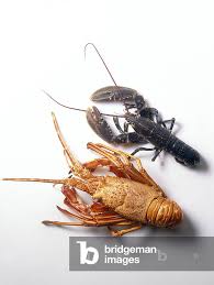 Image result for Homarus gammarus