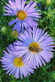 Image result for Aster novi-belgii