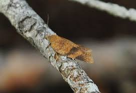 Attēlu rezultāti vaicājumam “Aphelia viburniana”