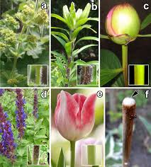 Attēlu rezultāti vaicājumam “Alchemilla vulgaris aggr. bud”