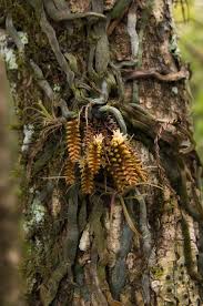 Attēlu rezultāti vaicājumam “Campylopus pyriformis sporophyte”