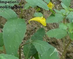 Attēlu rezultāti vaicājumam “Impatiens noli-tangere”