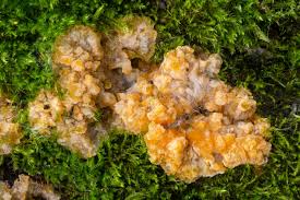 Attēlu rezultāti vaicājumam “Phlebia rufa”