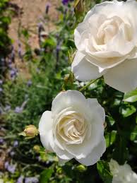 「アイスバーグ」の画像検索結果