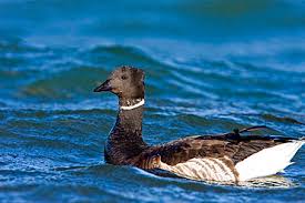 Attēlu rezultāti vaicājumam “Branta bernicla adult”