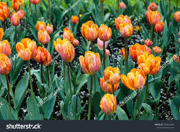 Attēlu rezultāti vaicājumam “Tulipa gesneriana flower”
