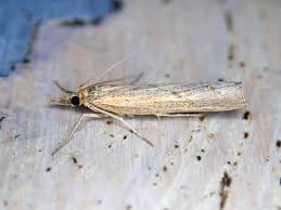 Attēlu rezultāti vaicājumam “Pediasia fascelinella”