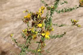 Image result for Johanniskraut