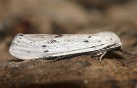 Attēlu rezultāti vaicājumam “Coscinia cribraria”