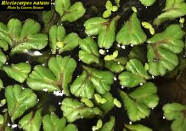 Attēlu rezultāti vaicājumam “Ricciocarpos natans”