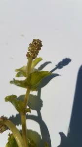 Attēlu rezultāti vaicājumam “Potamogeton perfoliatus flower”