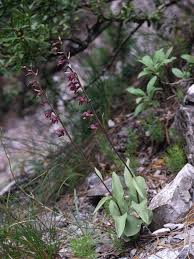 Attēlu rezultāti vaicājumam “Epipactis atrorubens bud”