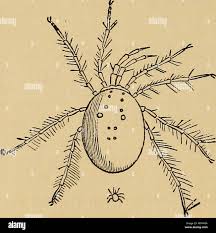 Attēlu rezultāti vaicājumam “Hydrachna”