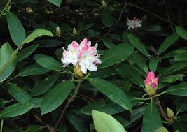 Attēlu rezultāti vaicājumam “rhododendron”