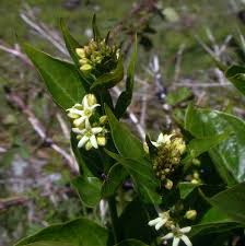 Attēlu rezultāti vaicājumam “Vincetoxicum hirundinaria fruit”
