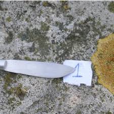 Attēlu rezultāti vaicājumam “Candelariella sp.”