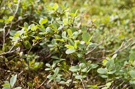 Attēlu rezultāti vaicājumam “Vaccinium uliginosum leaf”