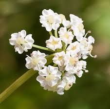 Attēlu rezultāti vaicājumam “Carum carvi flower”